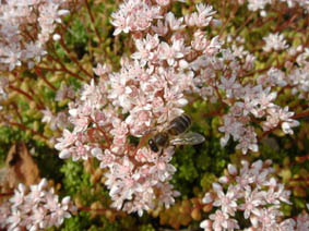 Sedum album